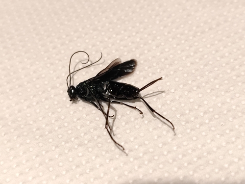 Trachysphyrus penai