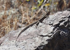 Microlophus koepckeorum