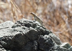 Microlophus koepckeorum