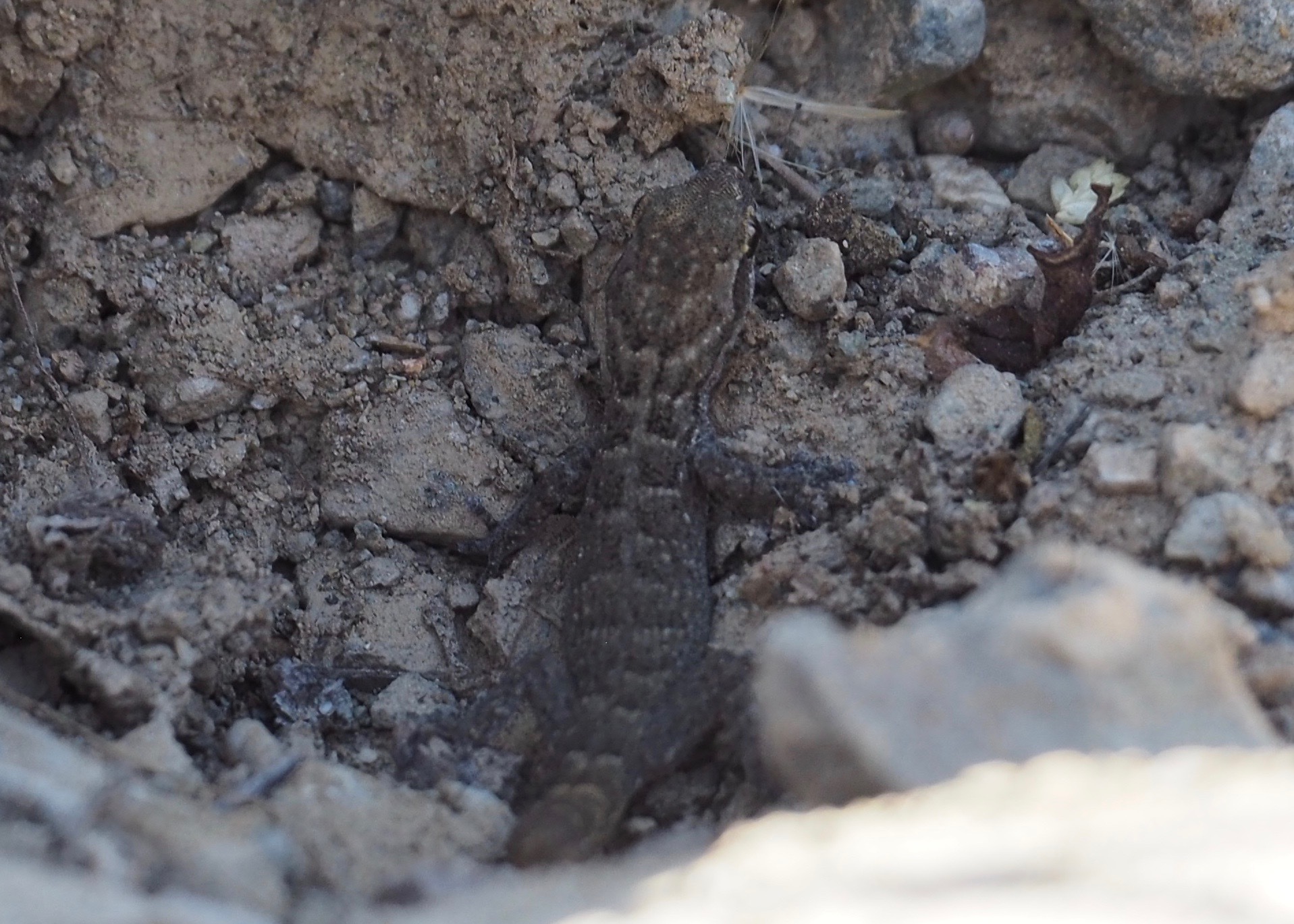 Peru Leaf-Toed Gecko photo 2