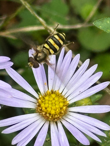 Unknown species found near Mitchell St, Hillsborough, NC, US
