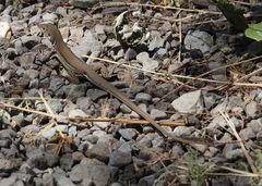 Dicrodon heterolepis