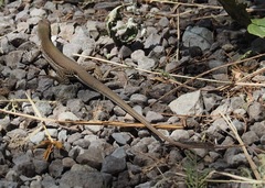 Dicrodon heterolepis