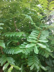 Simarouba