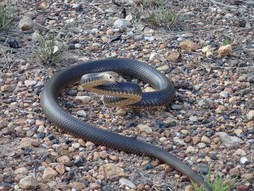 Eastern Brown Snake