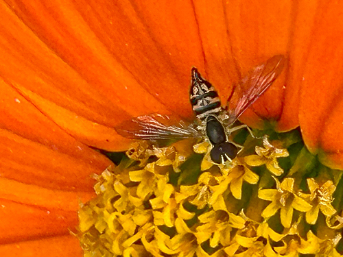 Unknown species found near Mitchell St, Hillsborough, NC, US