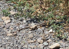 Dicrodon heterolepis