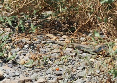 Dicrodon heterolepis