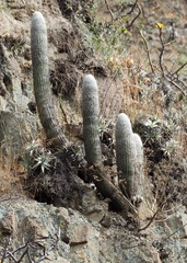 Espostoa melanostele