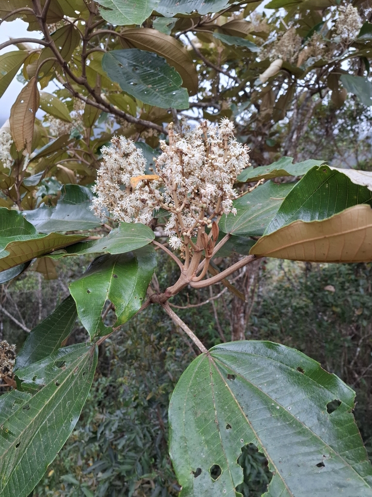 Miconia formosa