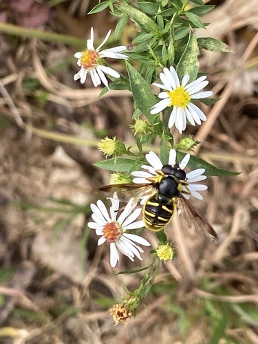 Unknown species found near Perryville Rd, Perryville, MD, US