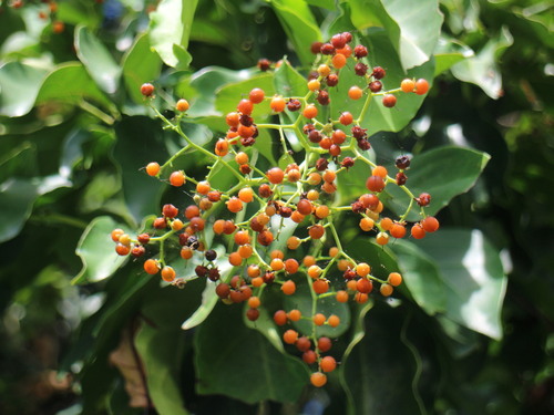 Ehretia philippinensis observed 2025-06-28