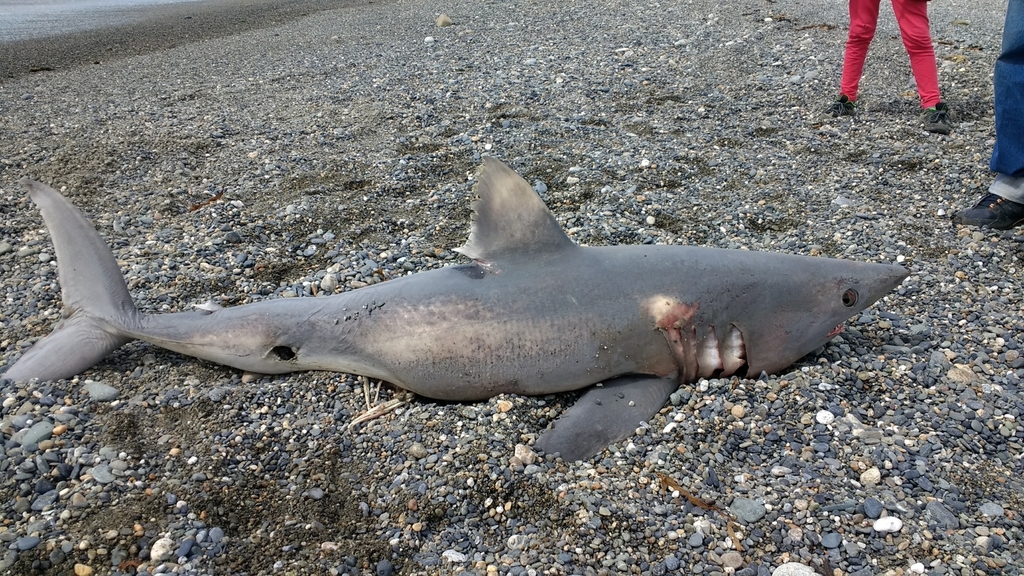 Porbeagle