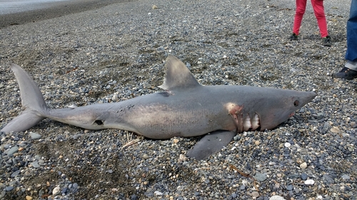 Foto de Tiburón Porbeagle (Lamna nasus)