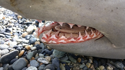 Foto de Tiburón Porbeagle (Lamna nasus)
