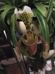 Paphiopedilum