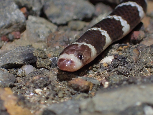 Eastern Bandy Bandy sighting