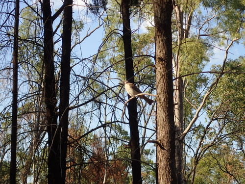 Little Friarbird