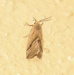 Micrathetis tecnion