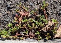 Portulaca oleracea