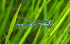 Austrocoenagrion lyelli