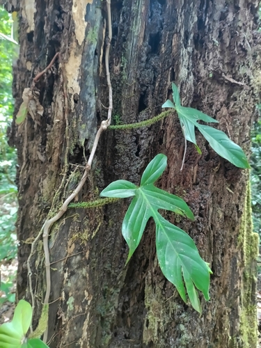 Philodendron squamiferum, photograph 6
