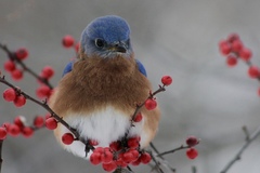 Eastern Bluebird photo 3