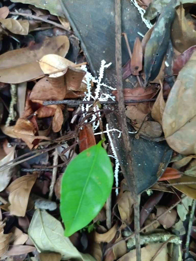 Brunneocorticium corynecarpon · October 2025 · photo: © guillaume_delaitre (iNaturalist, cc-by)
