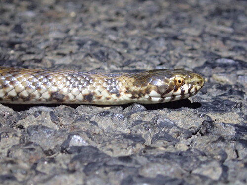 De Vis' Banded Snake sighting