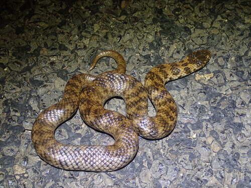 De Vis' Banded Snake sighting