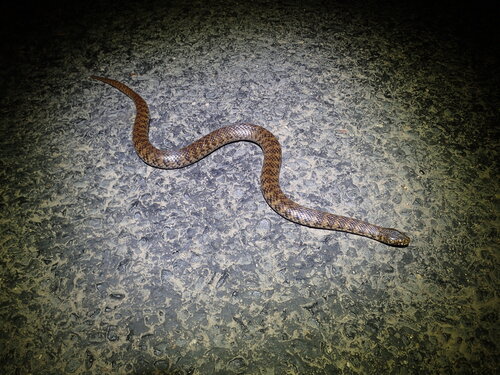 De Vis' Banded Snake sighting