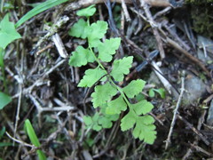 Cystopteris tasmanica