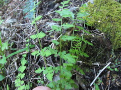 Cystopteris tasmanica