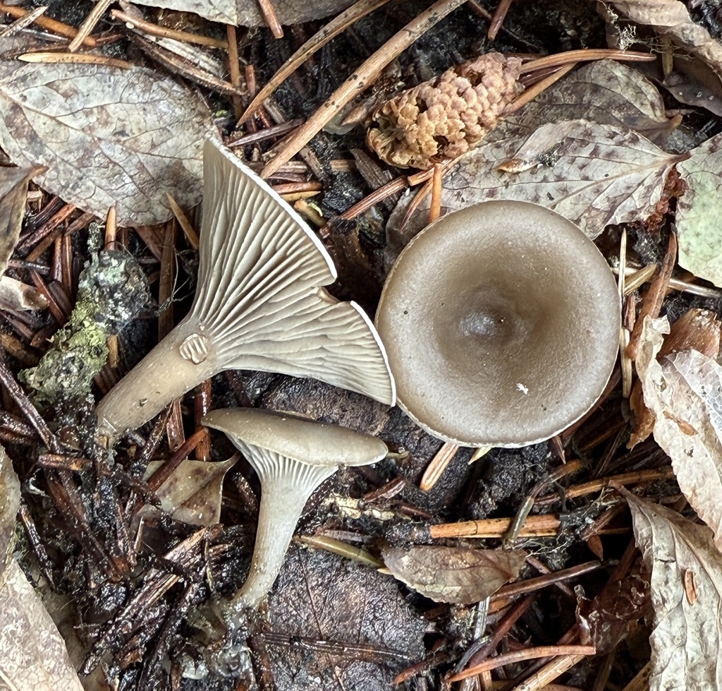 Clitocybe sp. 'PNW17'