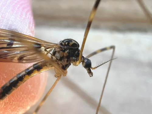 Unknown species found near Marango Dr, Rogers, AR, US