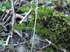 Cystopteris tasmanica