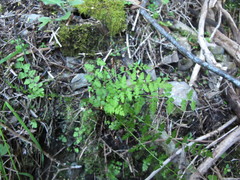 Cystopteris tasmanica