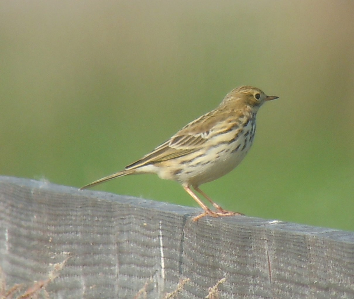 Meadow Pipit