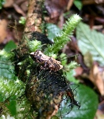 Pristimantis cerasinus