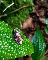 Pristimantis cerasinus