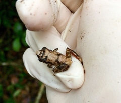Pristimantis cerasinus