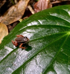 Silverstoneia flotator