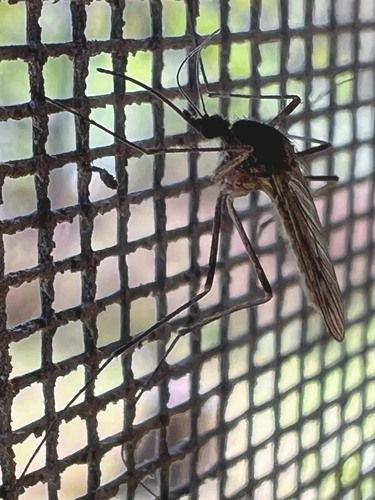 Unknown species found near Marango Dr, Rogers, AR, US