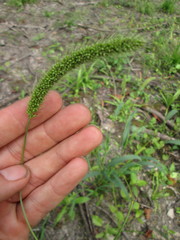 Setaria viridis major