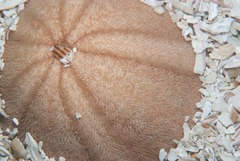 Echinolampas crassa