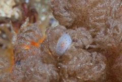 Mandelia mirocornata