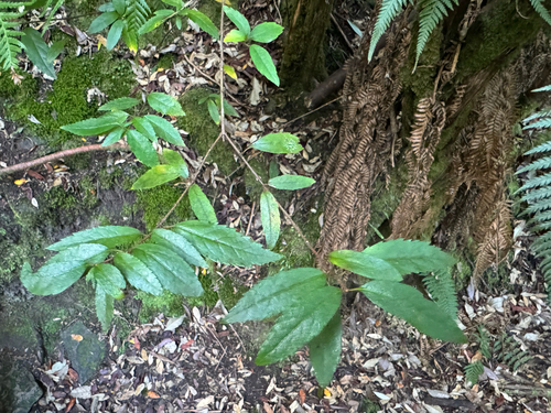 Aristotelia peduncularis, photograph 1