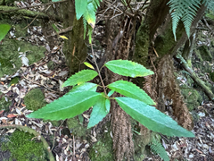 Aristotelia peduncularis