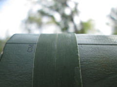 Setaria viridis major