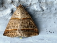 Lepidoptera